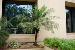 Phoenix roebelenii
